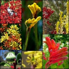 Kangaroo Paw x 6 mixed plants 3 Types Australian Native Plants Shrubs Red Yellow Green Flowering Garden Hardy Drought Anigozanthos